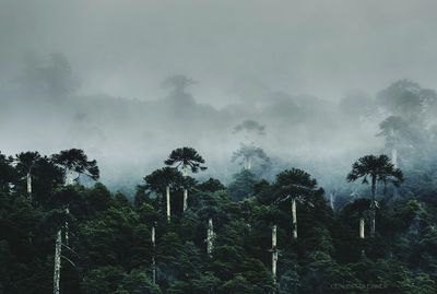 Low angle view of trees in forest against sky