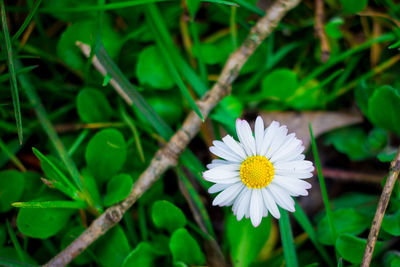 Close-up of white daisy flowers