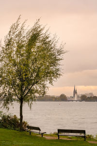 Statue of tree at sunset