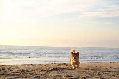 Dog on the beach