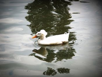 Swan swimming in lake