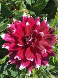 Close-up of pink flowering plant