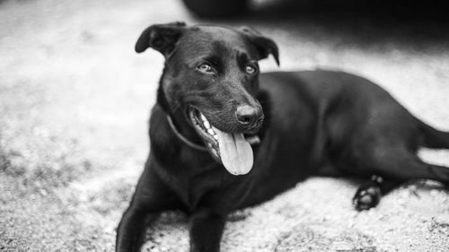 Portrait of dog on field