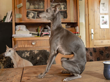 Dog sitting on wooden table at home