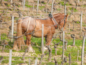 Horse standing against trees