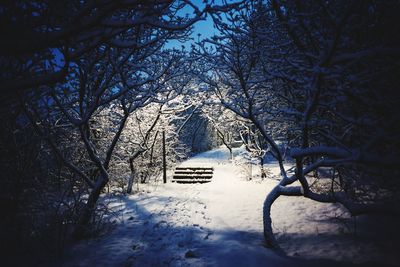 Bare trees on snow covered landscape