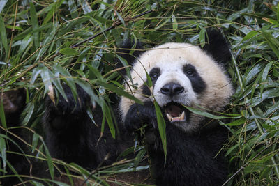 Close up of a giant panda ailuropoda melanoleuca in chengdu - sichuan, china