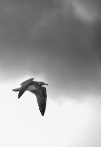 Low angle view of birds flying in sky