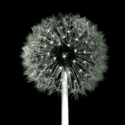 Close-up of dandelion against black background