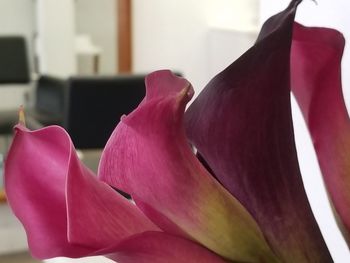 Close-up of pink flower