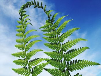 Low angle view of palm tree leaves against sky