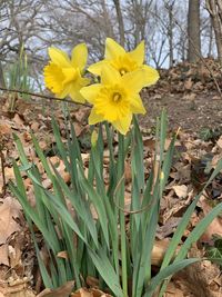 Close-up of yellow daffodil flowers on field