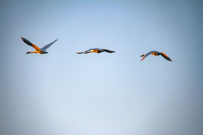 Low angle view of birds flying against clear sky