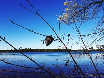 View of birds on lake against blue sky