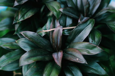Close-up green plants