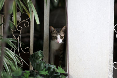 Portrait of cat sitting by plants