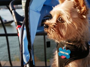 Close-up of dog looking away on baby stroller