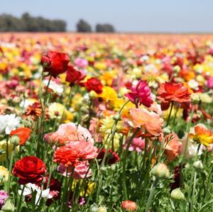 Close-up of poppies blooming in field