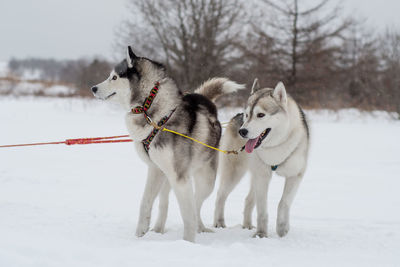 Dog on snow covered land