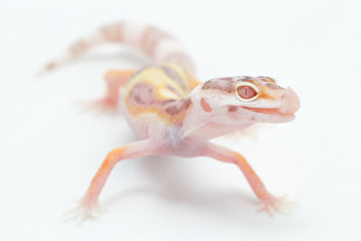 Close-up of lizard on white background