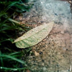 Close-up of grass against blurred background
