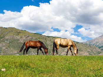 Horses grazing in a field
