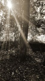 Sun shining through trees in forest
