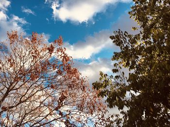 Low angle view of silhouette trees against sky