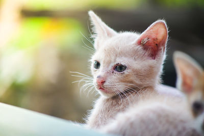 Close-up of cat looking away