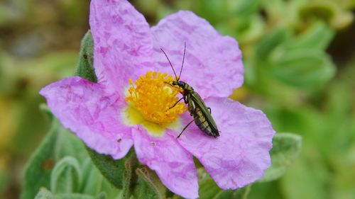 Close-up of insect on pink flower