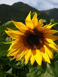 Close-up of sunflower