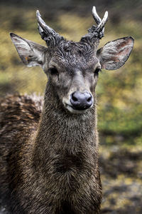 Close-up of javan rusa deer