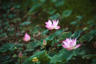 Close-up of pink flower