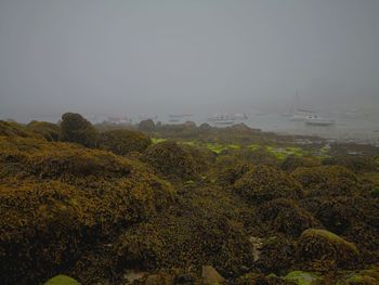 Plants growing on land against sky