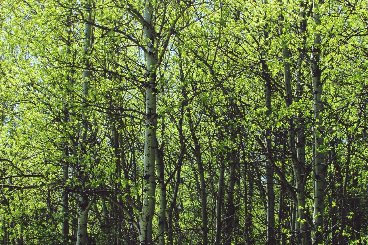 tree, growth, green color, forest, tranquility, branch, nature, beauty in nature, lush foliage, tranquil scene, tree trunk, woodland, scenics, green, day, full frame, low angle view, outdoors, backgrounds, no people