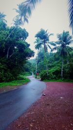 Road amidst trees and plants in city against sky