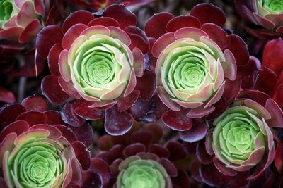 Close-up of roses