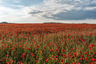 Red poppies on field against sky