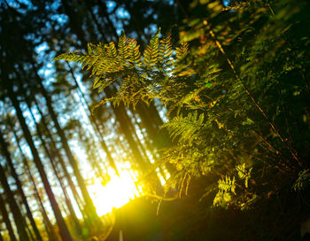 Low angle view of trees in forest