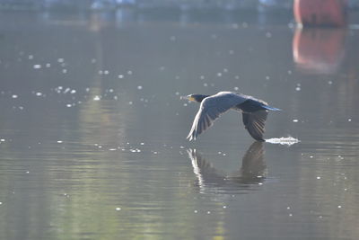 Bird flying over lake