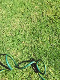 Close-up view of grass