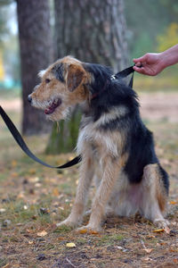 Close-up of hand with dog