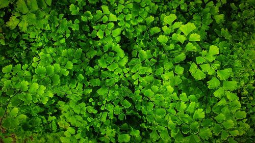 Full frame shot of fresh green plants