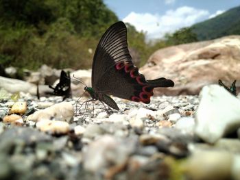 Close-up of butterfly on rock