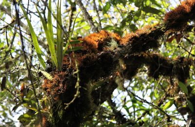 Low angle view of lichen on tree