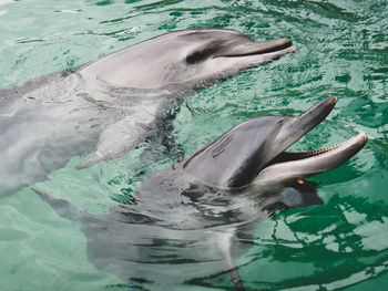 Dolphins swimming in sea