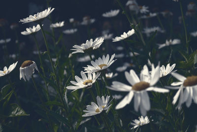 Close-up of white flowers blooming outdoors