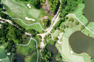 Full frame shot of green plants
