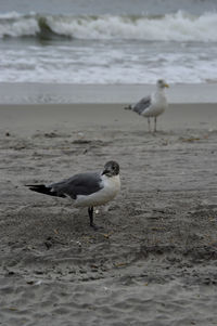 Seagull on beach