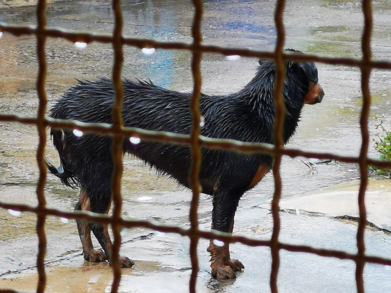 BLACK DOG STANDING IN A WATER